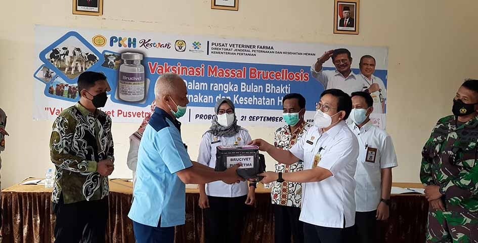 Dukung Jatim Bebas Brucellosis, Pusvetma Bantu Vaksin Brucivet