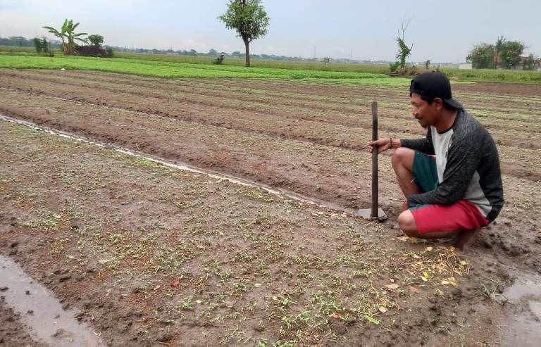 Diguyur Hujan, Petani Sayur di Babelan Malah Gerah