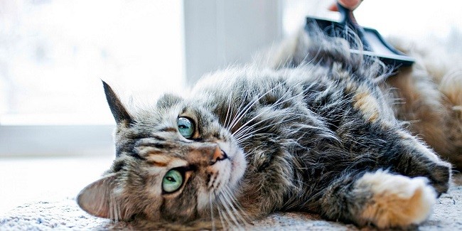 Simak, 7 Tips Merawat Kucing Peliharaan 