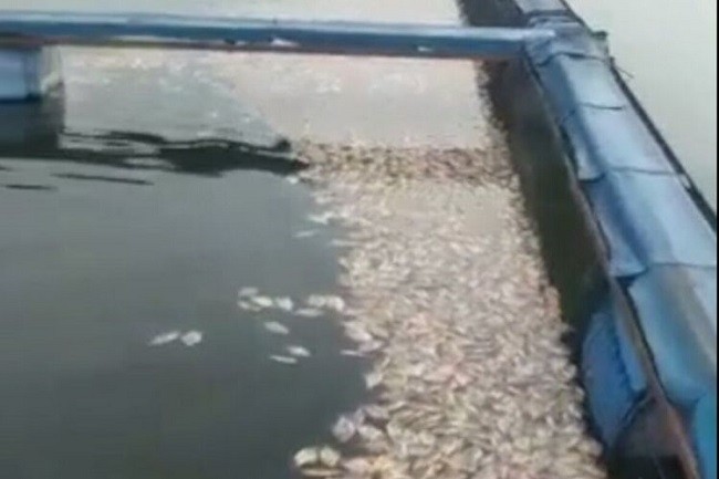 Ikan Mati Massal, PLN Diminta Tegakkan Aturan Tentang KJA Waduk PLTA