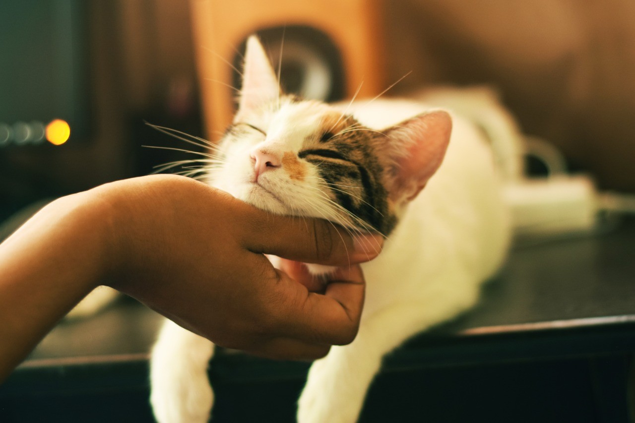 Bosan di Rumah, Masyarakat yang Pelihara Si Meong Kian Meningkat