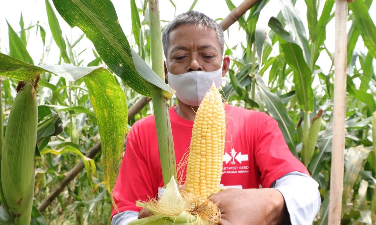 EWINDO Luncurkan PERKASA F1, Jagung Manis dengan Buah Besar dan Manis Tahan Lama