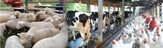 Kementan Catat Realisasi KUR Peternakan Nyaris 100 Persen pada Akhir 2021