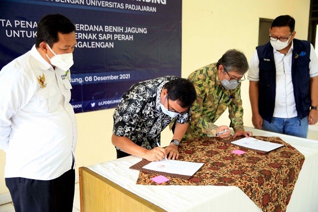 Sinergi LPDB dan Unpad Upaya Kembangkan Ekosistem Sapi Perah di KPBS Pangalengan