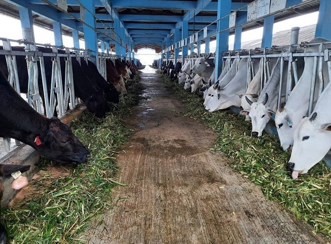 Tenang! Stok Pangan Ternak Jelang Nataru Dipastikan Aman