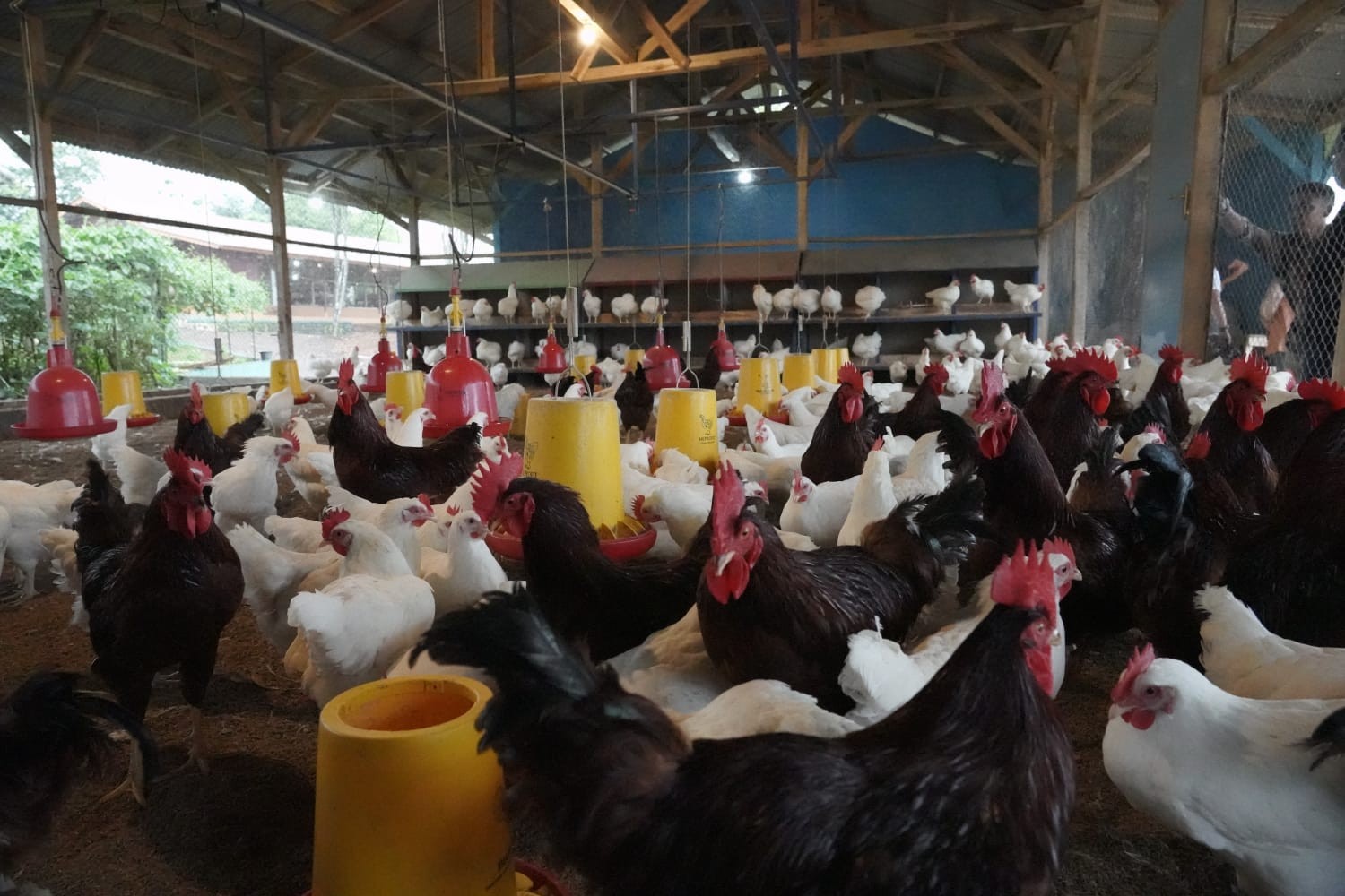 Peternak Ayam Ciremai Didorong Manfaatkan KUR Klaster Pertanian untuk Pembiayaan