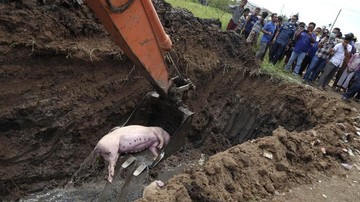 Kasus ASF di Sumut Mulai Landai, Kementan Siap Turunkan Statusnya Jadi Endemis