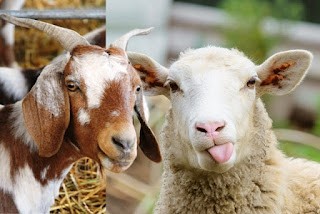 Gandeng HPDKI, Kementan Optimalkan Pengembangan Ternak Kambing dan Domba