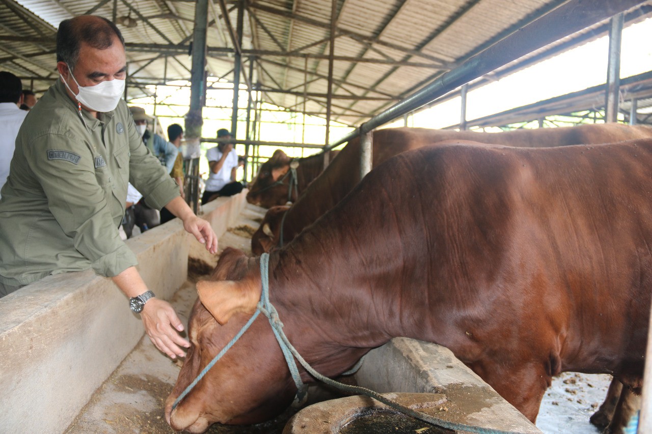 Peternak Sapi dari Jatim Siap Penuhi Kebutuhan Warga Jabodetabek dan Bandung Raya