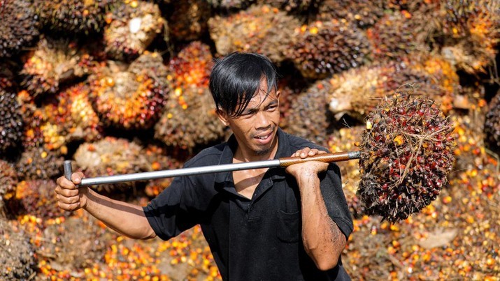 Perlawanan Pemerintah Atas Pengusaha Migor Jangan Korbankan Petani Sawit