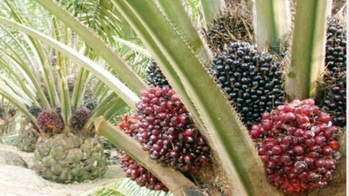 Harga TBS Terjun, APPKSI Minta Presiden Jokowi Perhatikan Nasib Petani Sawit