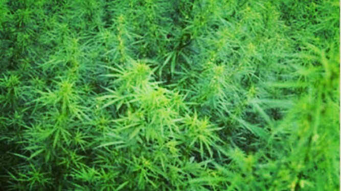 Polri Angkat Bicara Soal Wacana Legalisasi Ganja Medis, Begini Katanya