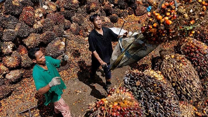 Terkait Ketersediaan Migor Domestik, PKS Minta Pemerintah Jangan Cuma Beri Imbauan