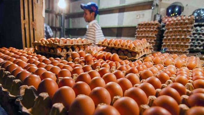 Anggota DPR Desak Pemerintah Kendalikan Harga Telur