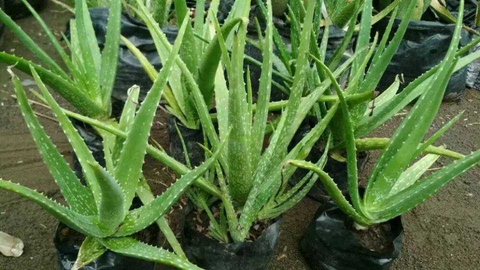 Ini Jenis Tanaman Sukulen yang Bisa Dimakan dan Manfaatnya