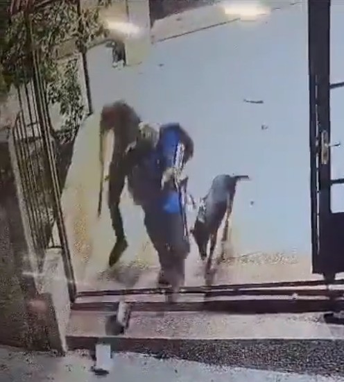 Pemukim Israel Bawa Anjing Masuk Masjid, Robek dan Injak-injak Alquran
