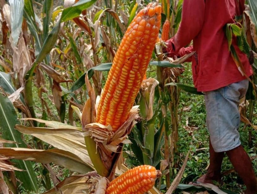Ilmuwan China dan Amerika Identifikasi 'Leluhur' Baru Jagung Modern
