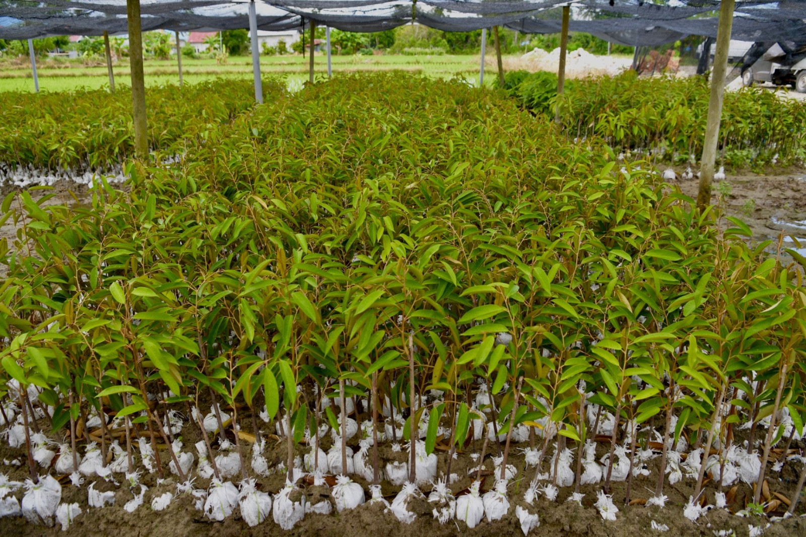 Ekosistem Bisnis Kondusif Penting Agar Durian Lokal Mampu Bersaing di Pasar Global