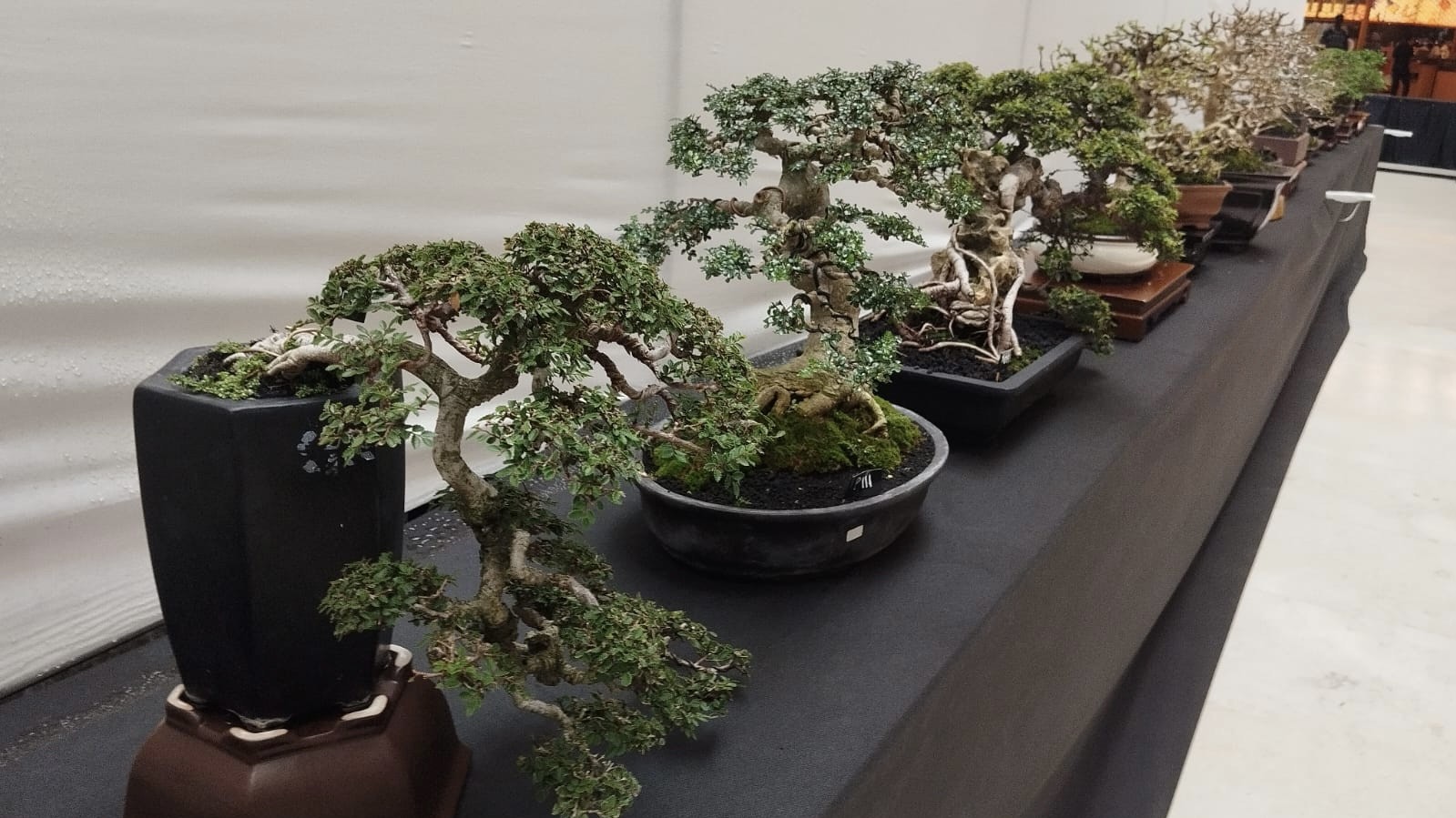 Pameran 250 Bonsai di Grand City Mall Surabaya, Majukan Khasanah Perbonsaian di Jatim