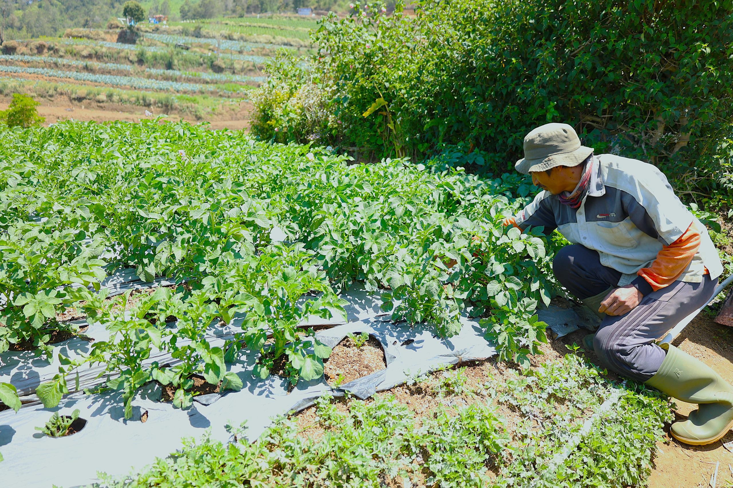 LPDB-KUMKM Dongkrak Produktivitas Petani Kentang Dieng Melalui Koperasi
