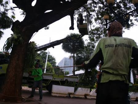 Sepanjang 2024, Distamhut DKI Pangkas 82.571 Pohon