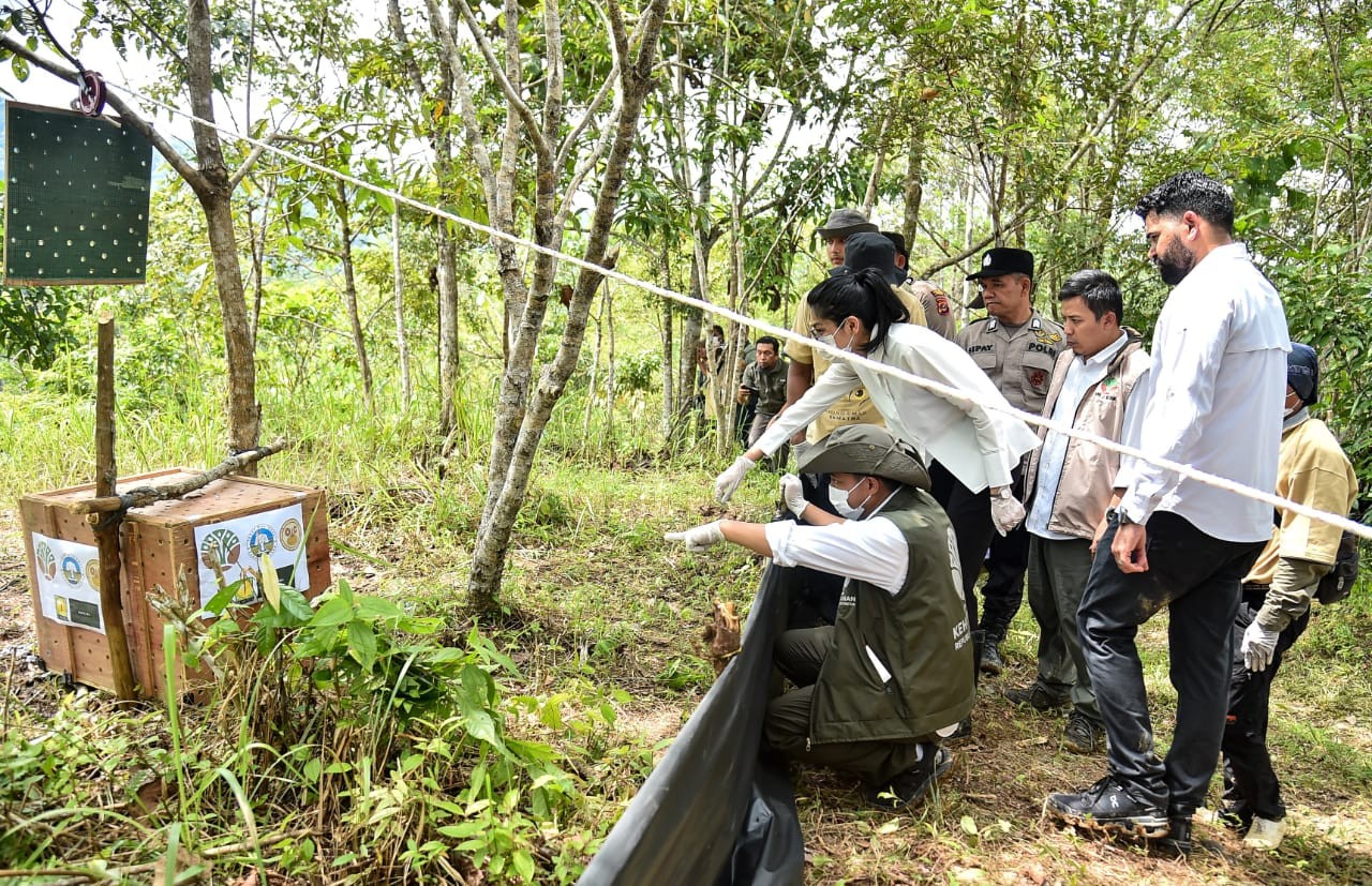 Keberadaanya Sulit Ditemui, Dua Kucing Emas Dilepas di TN Gunung Lauser
