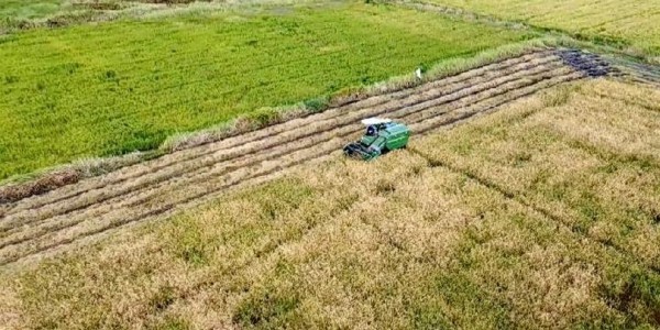 Target Swasembada Pangan 2027 Terancam Gagal, Kenapa?