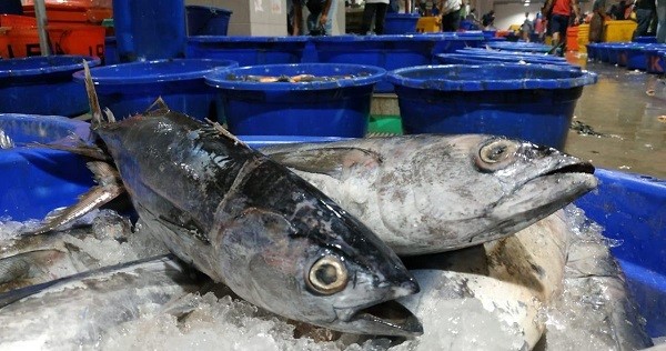 KKP Pastikan Stok Ikan Aman Jelang Lebaran, Harga Terjaga Stabil