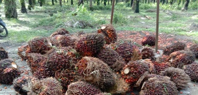 Kembangkan Inovasi, Kemenperin Pacu Hilirisasi Sawit Jadi Produk Cokelat