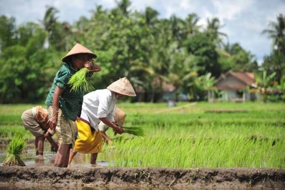 Momentum Hari Tani, DPR Desak Hilirisasi Pertanian Jadi Agenda Serius