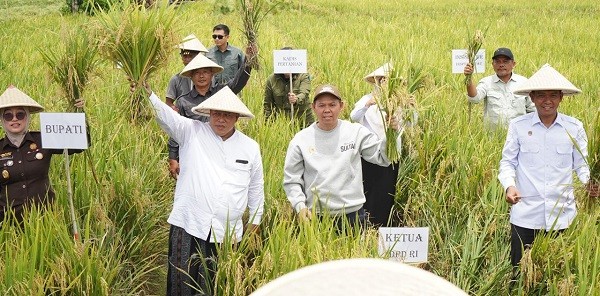 Sultan B Najamudin Turun ke Sawah, Serahkan Alsintan dan Benih Jagung untuk Petani Bengkulu