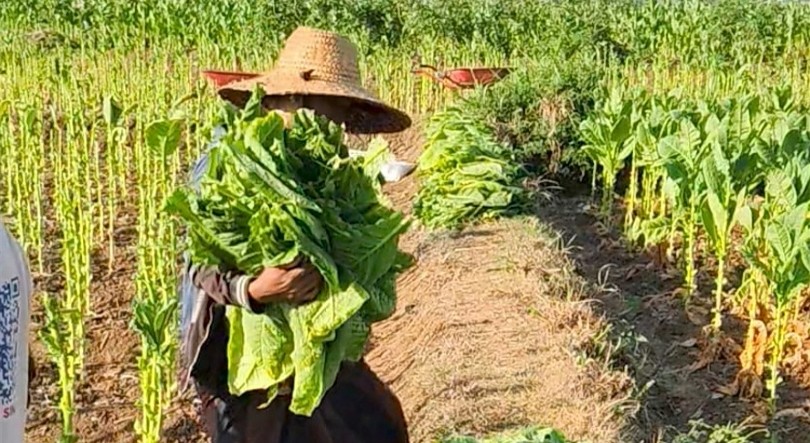 Aturan soal Industri Tembakau Diharapkan Disusun Secara Ekstra Hati-hati