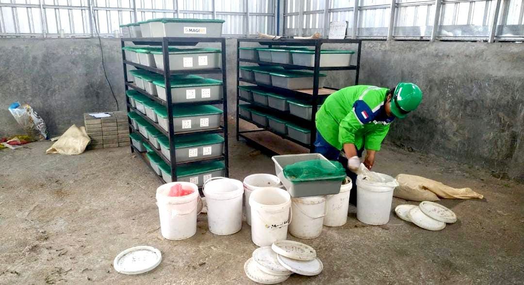 Ubah Sampah Organik Jadi Pupuk Maggot, PDS Wujudkan Pelabuhan Hijau di Bali