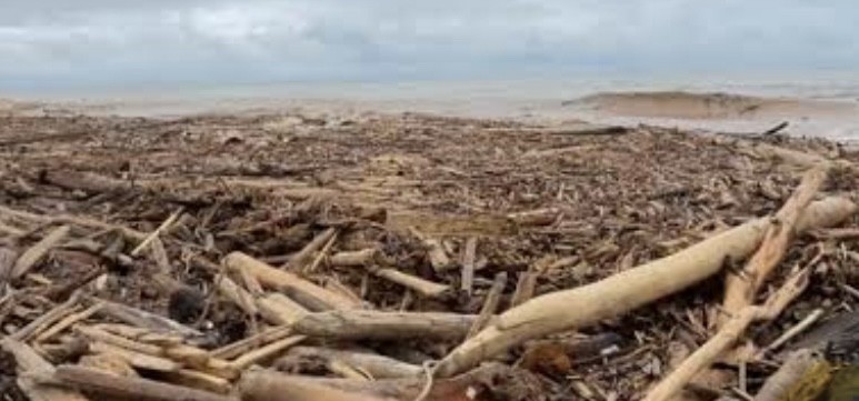 Satgas PKH Selidiki Kayu Gelondongan di Banjir Aceh–Sumatera, Komisi IV: Tindak Tegas