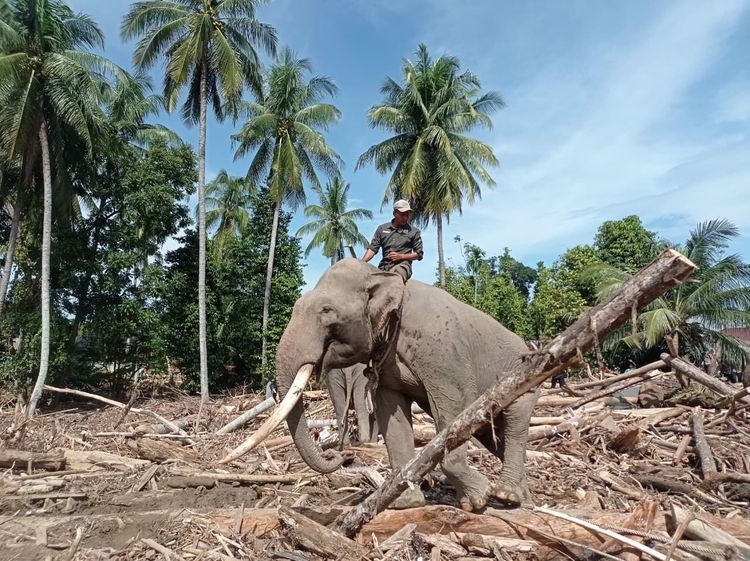 Libatkan Gajah Bersihkan Puing, Kemenhut Pastikan Utamakan Kesejahteraan Satwa