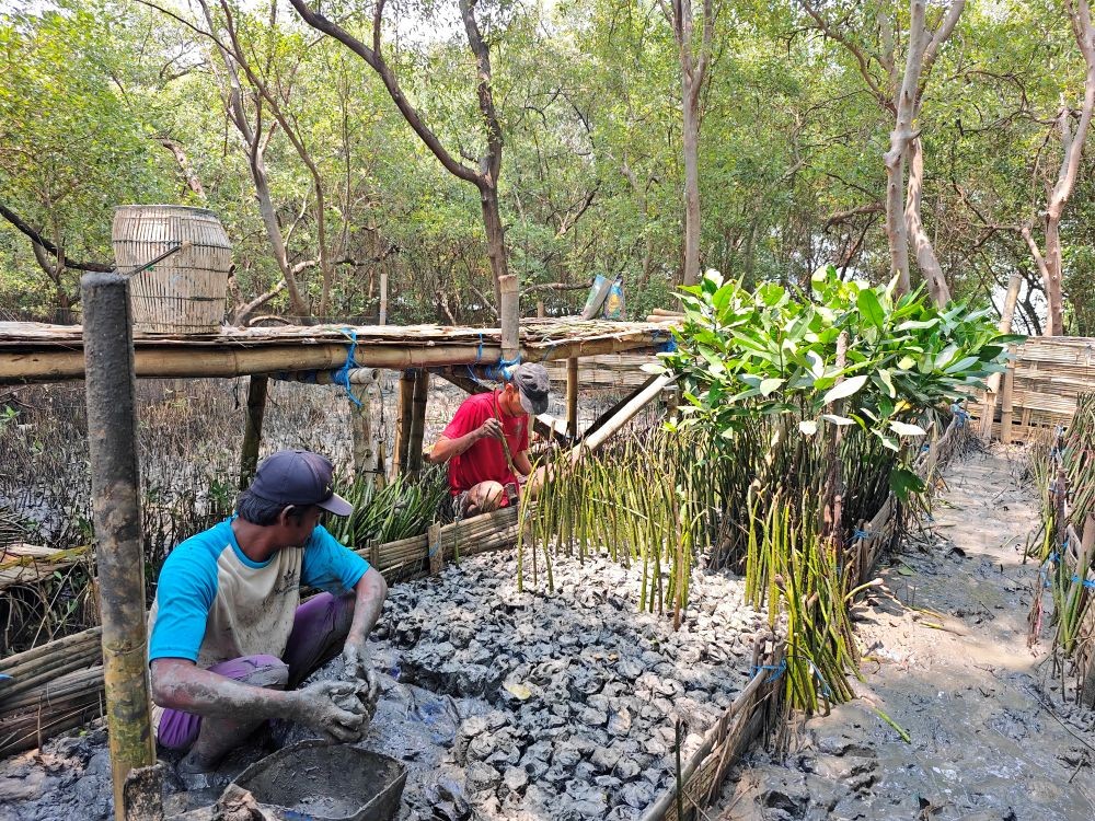 Terminal Petikemas Surabaya Siapkan 10.000 Bibit Mangrove untuk Perkuat Ekosistem Pesisir Surabaya