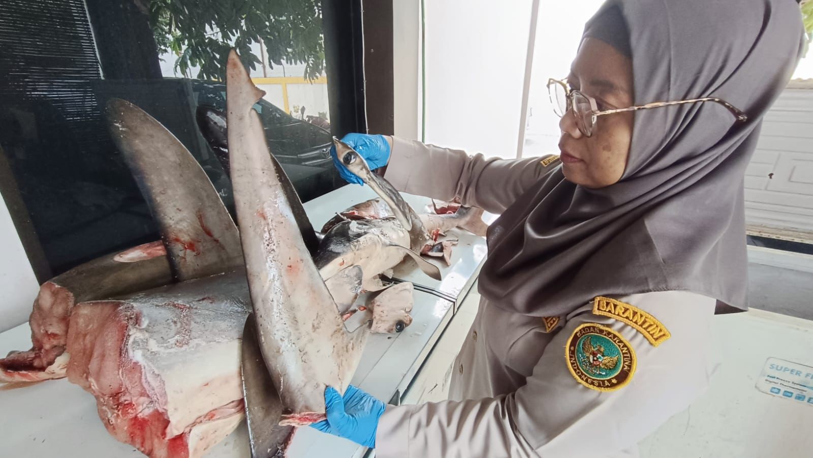 Karantina Jatim Amankan 120 Kg Hiu Segar yang Wajib Dilindungi 