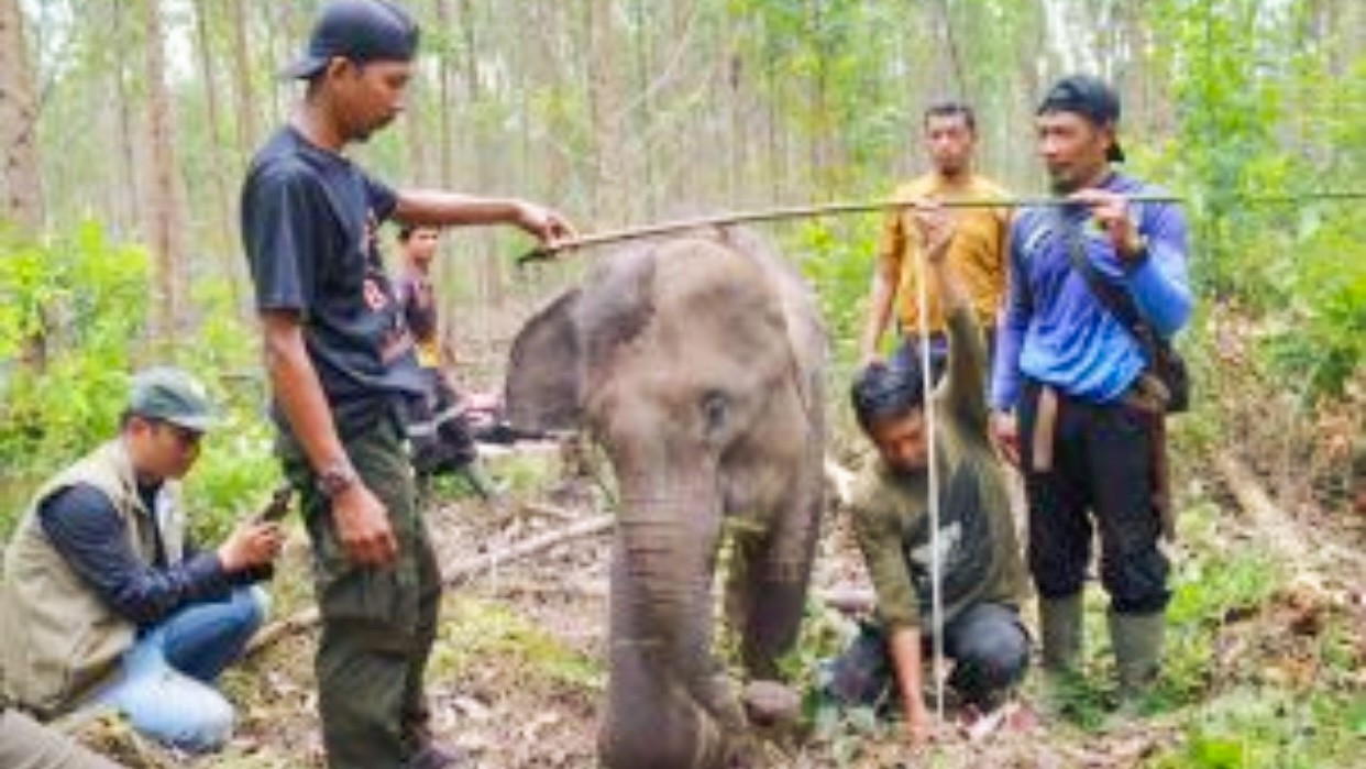 Apa Salahku? Apa Dosaku? Rumahku Kau Jadikan Kebun Sawit dan Tambang