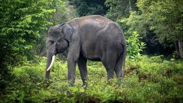Penghentian Peragaan Gajah Tunggang di Lembaga Konservasi