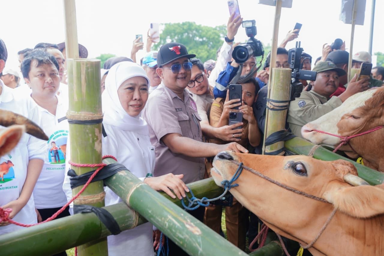 Gerak Cepat Kendalikan PMK, Gubernur Khofifah Distribusikan 453 Ribu Dosis Vaksin ke Seluruh Jatim