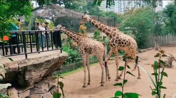 Bandung Zoo Ditutup, 128 Pekerja Terancam, Pengamat Soroti Unsur “Mens Rea”