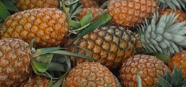 Legislator PKS Dorong Kemitraan Koperasi, Petani, dan Korporasi Perkuat Industri Nanas Subang