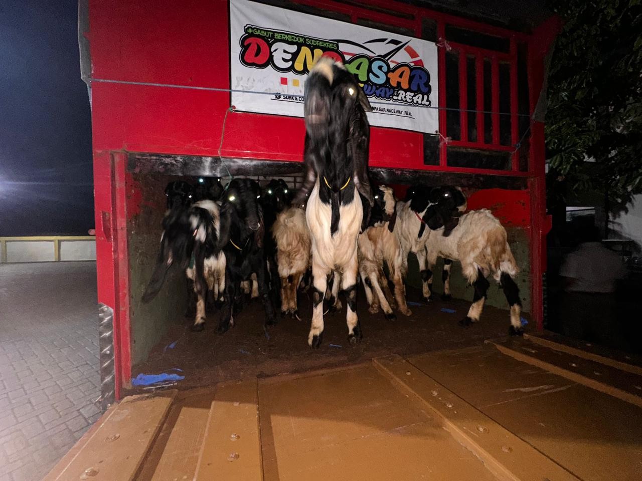 Barantin Gagalkan Pengiriman 50 Kambing Tanpa Dokumen ke Denpasar