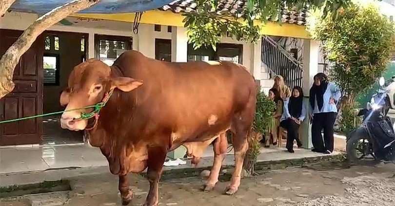 MUI: Kurban Presiden Pakai APBN Tak Masalah
