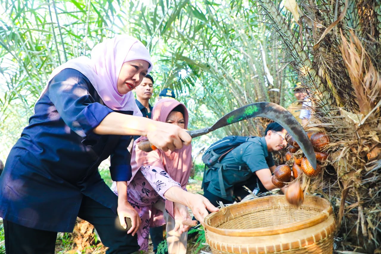 Gubernur Khofifah Panen Salak Madu di Desa Wonoagung Malang, Dorong Hortikultura jadi Penggerak Ekonomi Jatim