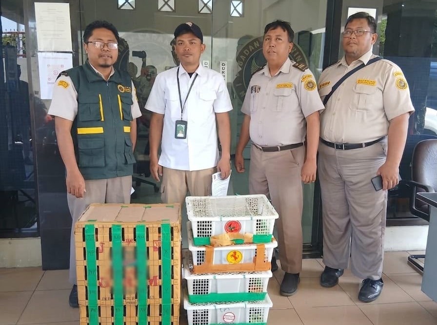 Disembunyikan di Truk dari Balikpapan, 69 Burung Tanpa Dokumen Diamankan Karantina Jatim