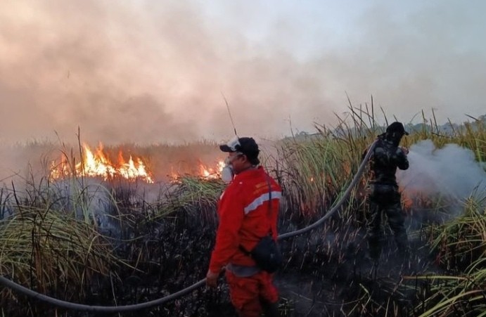 673 Hektare TN Way Kambas Terbakar, Seluruh Gajah Sumatra Terpantau Aman