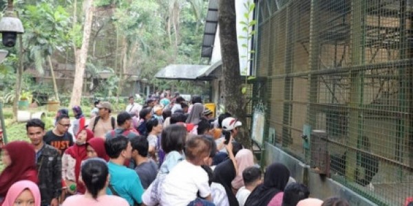 Pengunjung Ragunan Diklaim Capai 347.137 Orang