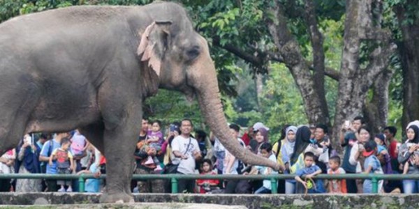 Libur Lebaran, Ratusan Ribu Warga Kunjungi Taman Margasatwa Ragunan