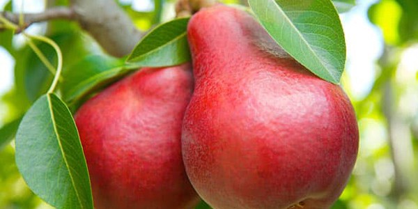 TernyatTernyata Ada Khasiat Lain dari Buah Pira Ada Khasiat Lain dari Buah Pir